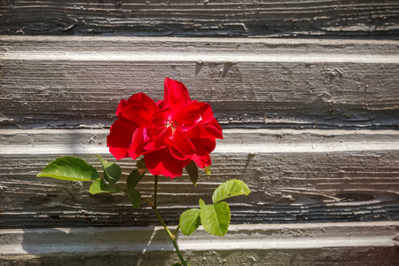Beautiful red rose on the white aged boards backgroundの写真素材