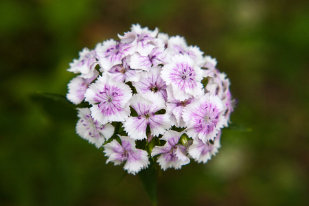White and pink flowers of Sweet william (Dianthus barbatus) on a blurred green backgroundの写真素材