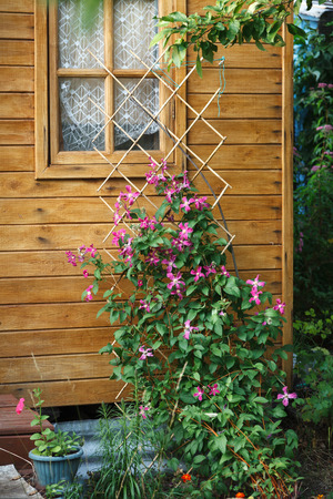 Clematis bush with pink flowers against the rural houseの写真素材