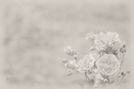 Sepia toned background for your text with beautiful  roses at the right down cornerの写真素材