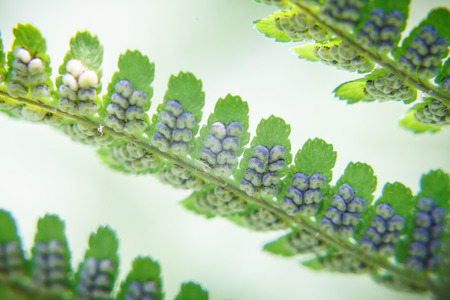 Spores on the green leaves of a fern (macro)の写真素材