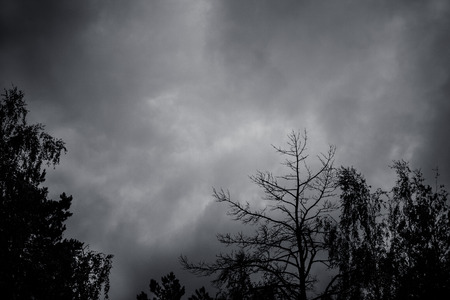 Natural background of sky with dark thunderclouds and black silhouettes of treesの写真素材