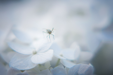 Small insect on a white flower of a hydrangea is looking at you (blue toned photo)の写真素材