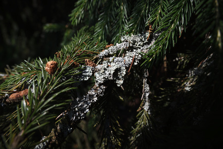 Gray lichen on the green spruce branchの写真素材