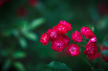 Beautiful red inflorescence of Rosa polyantha (macro)の写真素材