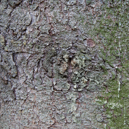 Fir tree bark closeup texture for backgroundの写真素材