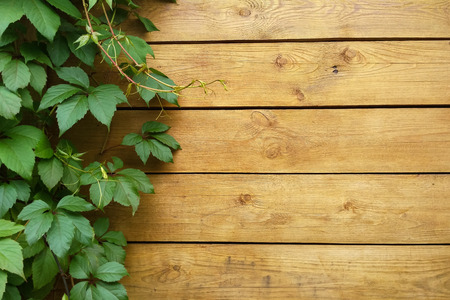 Wooden wall with green grape leaves as backgroundの写真素材