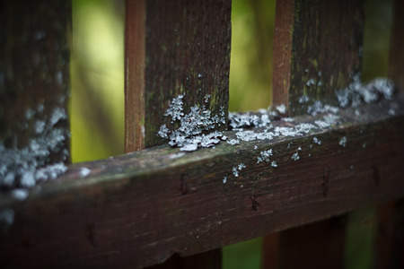 Lichen (parmelia sulcata) on the old wooden fenceの写真素材