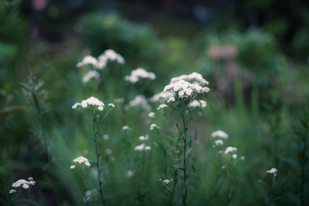 White flowers of Gypsophila on natural green background