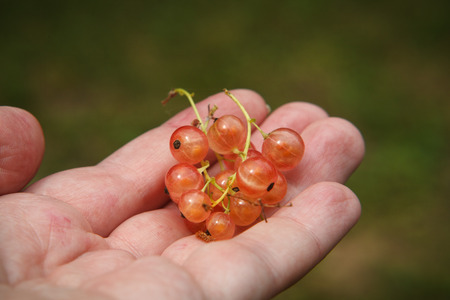 Twigs of pink currant on a human palm. Close up.の写真素材