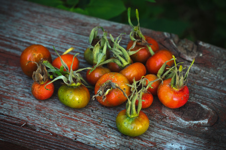 A pile of rose hips on a wooden boardの写真素材