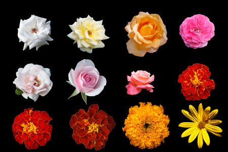 Multicolored isolated beautiful flowers on a black backgroundの写真素材