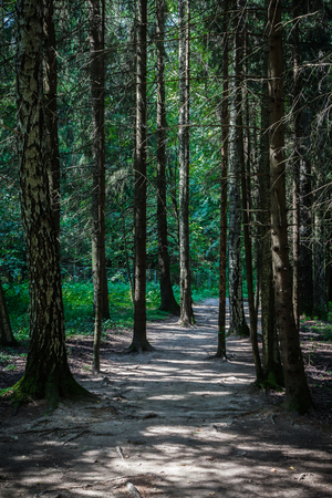 Footpath in the spruce forest in the summerの写真素材