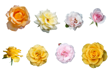 Multicolored isolated beautiful roses on a white backgroundの写真素材