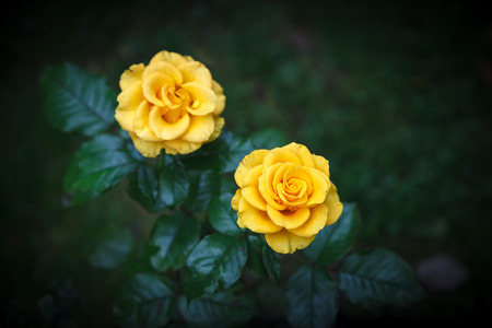 Two beautiful yellow roses on a natural dark green backgroundの写真素材