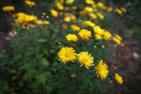 Yellow chrysanthemum in the flower bed. Three flowers are closeup.