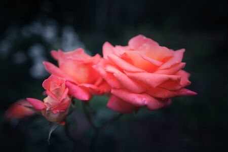 Three red roses on a dark natural blurred background