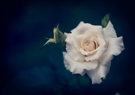 Beautiful white rose with buds on a dark blue backgroundの写真素材