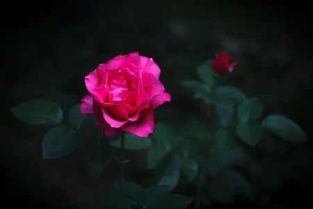 Beautiful pink rose and a bud on a dark green backgroundの写真素材