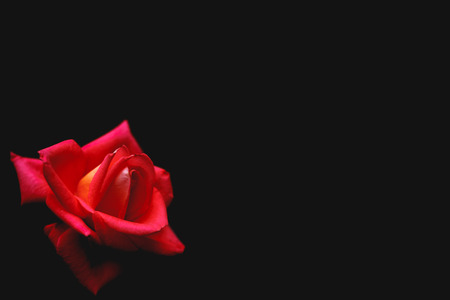 Faded black background with a scarlet roseの写真素材