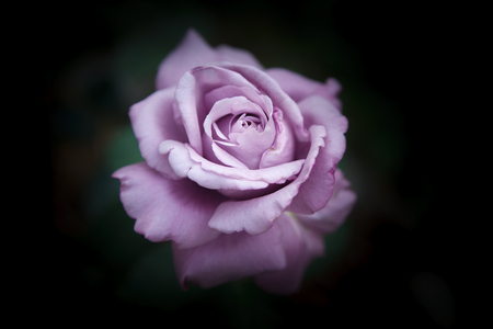 Beautiful violet rose on a blurred dark natural backgroundの写真素材