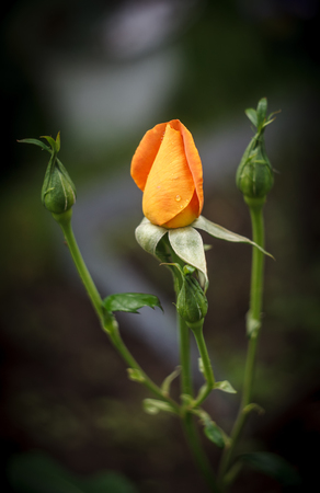 One orange and three green rose buds on a natural backgroundの写真素材