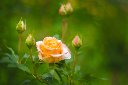 Beautiful orange rose with five buds on a blurred green backgroundの写真素材