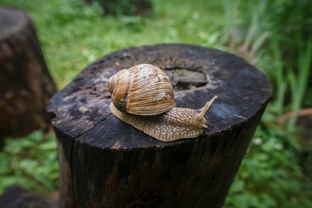 Snail creeps on the old rotten stumpの写真素材