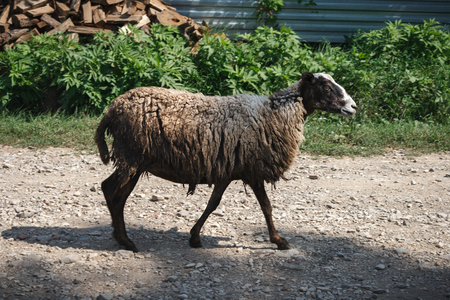 A sheep walking down the streetの写真素材