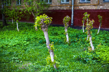 Young shoots and leaves on trunks of cut-off  maplesの写真素材