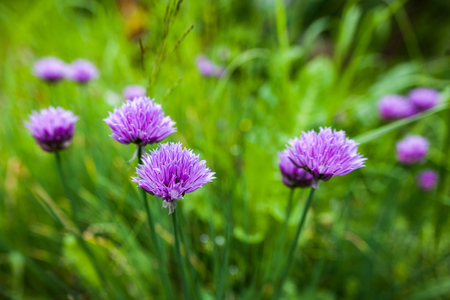 Purple flowers of a chive on a green grass background. Allium schoenoprasum flowers closeup. Blurred background.の写真素材