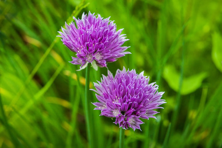 Purple flowers of a chive on a green grass background. Allium schoenoprasum flowers closeup. Head details. Blurred background.の写真素材