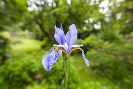 Single violet iris flower. Natural green blurred background.の写真素材
