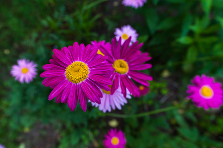 Pink and crimson flowers of painted daisy growing in the garden.の写真素材