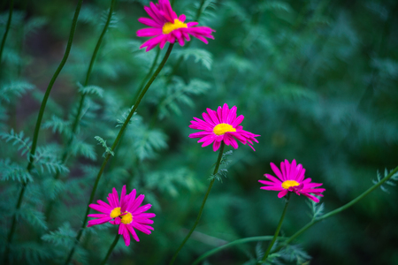 Crimson flowers of painted daisy growing in the garden. Blurred green natural background.の写真素材
