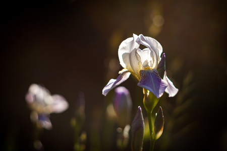 Lilac iris flower. Dark blurred background. Backlight.の写真素材