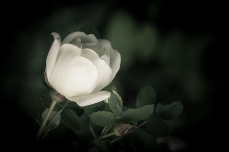 Beautiful white flower of a dogrose. Natural dark green blurred background.の写真素材