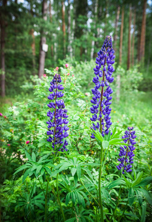 Three blue lupine flowers (Lupinus polyphyllus). The wood on a distance shot.の写真素材
