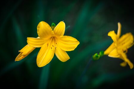 Yellow daylilies. Hemerocallis lilioasphodelus. Natural blurred dark green background.の写真素材