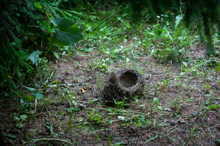 The empty bird's nest lies on the groundの写真素材