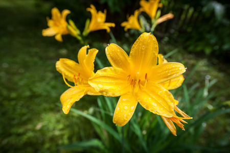 Yellow daylilies. Hemerocallis lilioasphodelus. Natural blurred dark green background.の写真素材