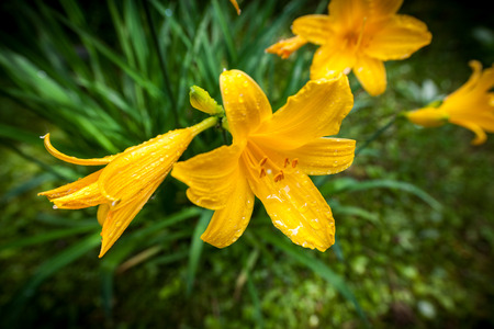 Yellow daylilies. Hemerocallis lilioasphodelus. Natural blurred dark green background.の写真素材