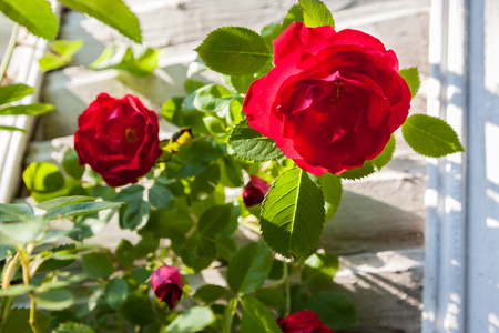 Red roses. Scarlet roses bush. Wooden shutters background.の写真素材