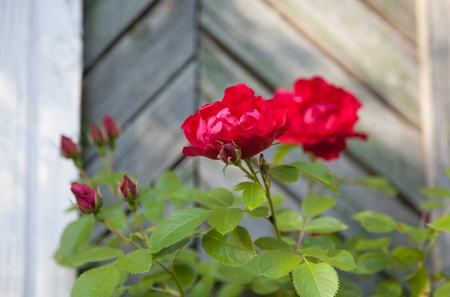 Red roses. Scarlet roses bush. Wooden wall background.の写真素材