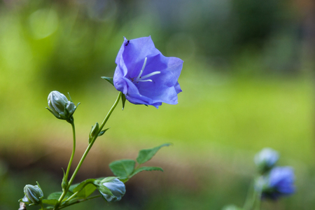 Blue bellflower and three buds. Natural blurred green background.の写真素材