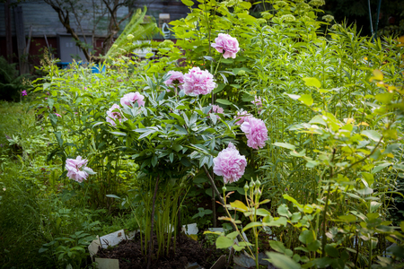 Beautiful pink peony bush in the garden.の写真素材