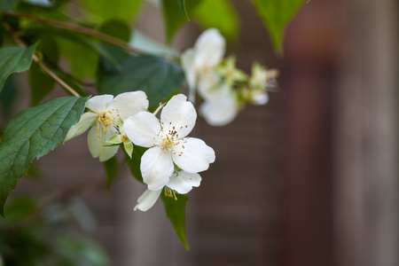 Beautiful white jasmine blossoms. Blurred natural background.の写真素材