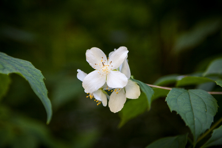 Beautiful white jasmine blossoms. Blurred natural background.の写真素材