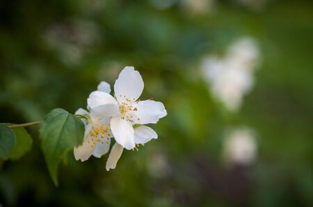 Beautiful white jasmine blossoms. Blurred natural background.の写真素材