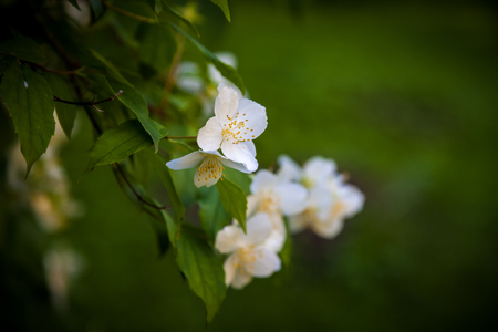 Beautiful white jasmine blossoms. Blurred natural background.の写真素材